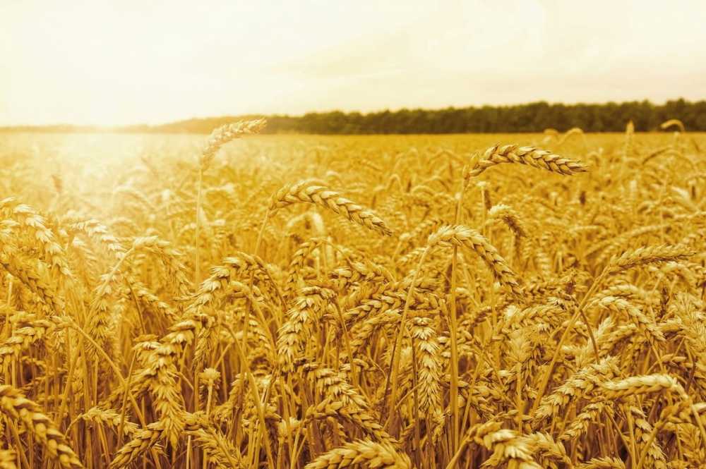 Воронежские фермеры собрали 2 млн. тонн зерна