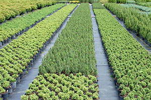 саженцы древесно-кустарниковых декоративных хвойных культур