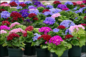 рассада однолетних цветов