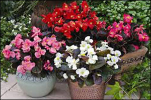 многолетние цветы