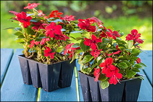 саженцы однолетних цветов