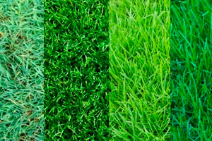 виды газонной травы