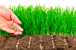 семена газонной травы