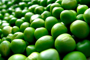 семена гороха