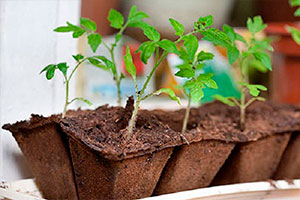 торфяной горшочек для рассады