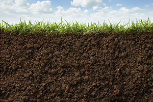 почва для растений