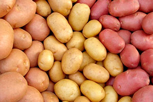 разновидности семенного картофеля