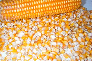 семена  кукурузы 