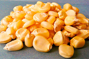 семена сахарной кукурузы