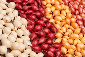 разновидности лука