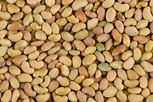 семена люцерны