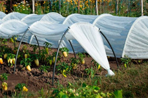 парник для дачи