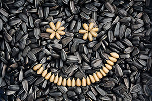 купить семена подсолнечника в Воронеже