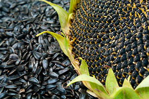 cемена подсолнечника