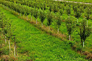 саженцы плодово-ягодных культур