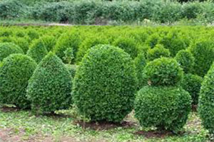 материал посадочный хвойных деревьев и кустарников