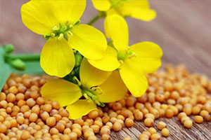 семена сидератов