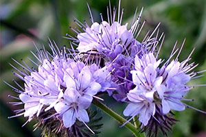 купить семена сидератов в Воронеже