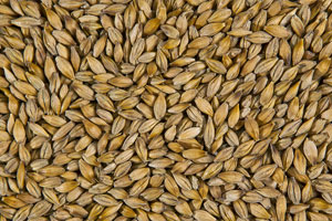 купить семена кормовых трав в Воронеже