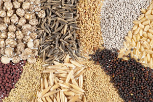 виды кормовых трав