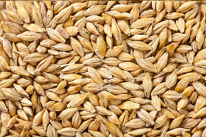 купить семена ячменя в Воронеже