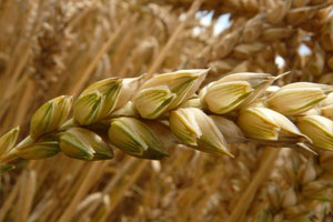 семена ячменя