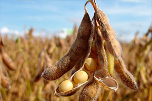 выращивание сои