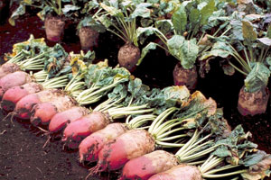 выращивание свеклы кормовой