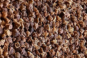 семена кормовой свеклы