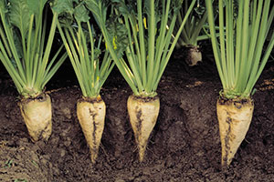 купить семена сахарной свеклы в Воронеже