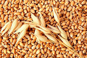 семена пшеницы озимой