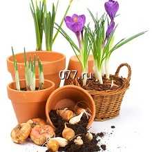 материал посадочный (саженцы, рассада) цветов луковичных (из луковицы)