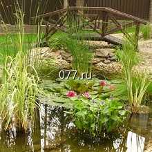 растения для водоема декоративного-посадка (высадка водных растений для пруда)