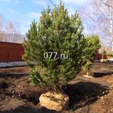 дерево-посадка (высадка деревьев) деревья-крупномеры, взрослые деревья