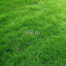 газон восстановление (ремонт, реставрация)