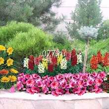 цветник (клумба)-устройство (высадка растений)