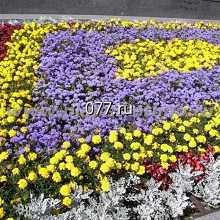 цветник (клумба)-устройство (высадка растений)