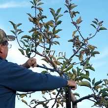 дерево (деревья)-обрезка