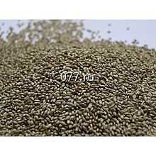 семена травы кормовой