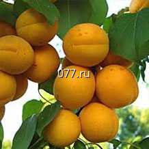 материал посадочный (саженцы) культур древесно-кустарниковых плодовых абрикос, актинидия: коломикта, аргута, барбарис зеленолистный, пурпурнолистный, золотистый