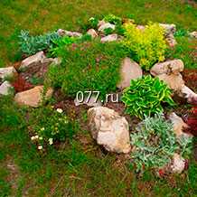 горка альпийская-устройство посадка растений