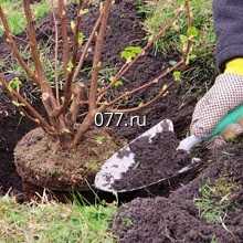 кустарник-посадка (высадка кустарников)