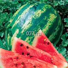 семена арбуза Кримстар F1, семена