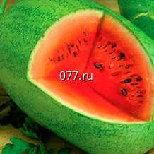 семена арбуза Медовый гигант