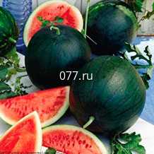 семена арбуза Сахарный Малыш