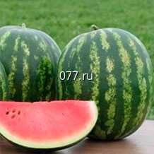 семена арбуза Лежебока Медовый F1