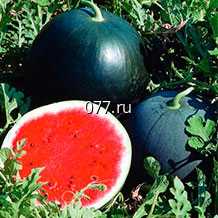 семена арбуза Сибирские огни