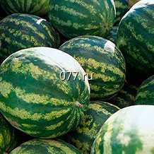 семена арбуза Пекинская Радость Деликатесная F1