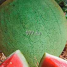 семена арбуза Серебряный красавец