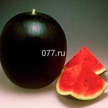 семена арбуза Черный Превосходный F1